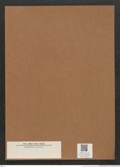 Diatomeae indet. Zeichnungen Sammlung Grunow Mappe 03026 (Herbarium_W_Grunow_drawings_Folder_03026)